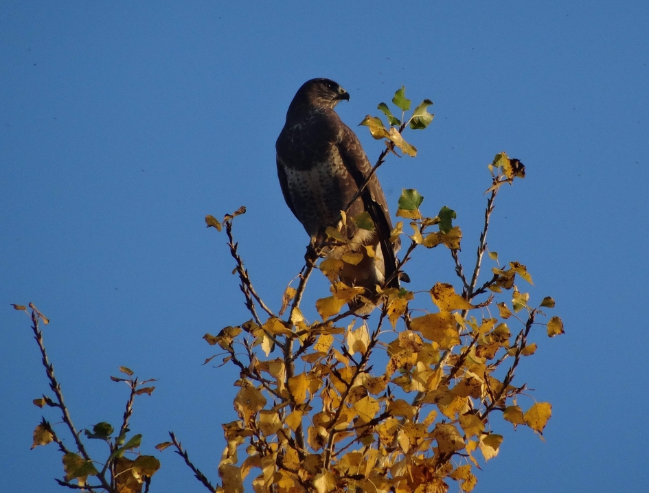 Buizerd - Vogels - 