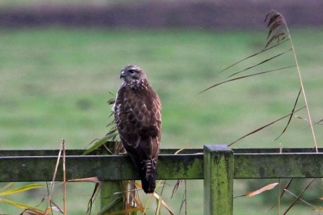 Buizerd