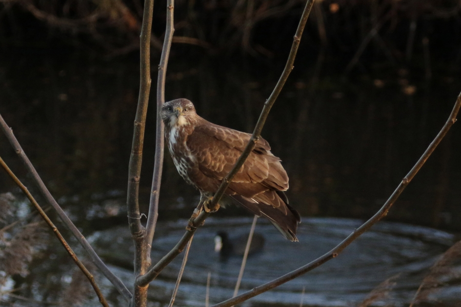 Buizerd - Vogels - 