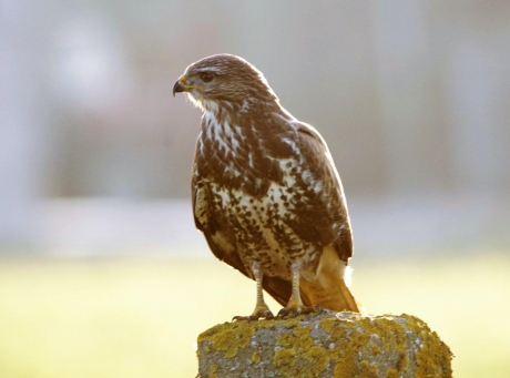 Buizerd