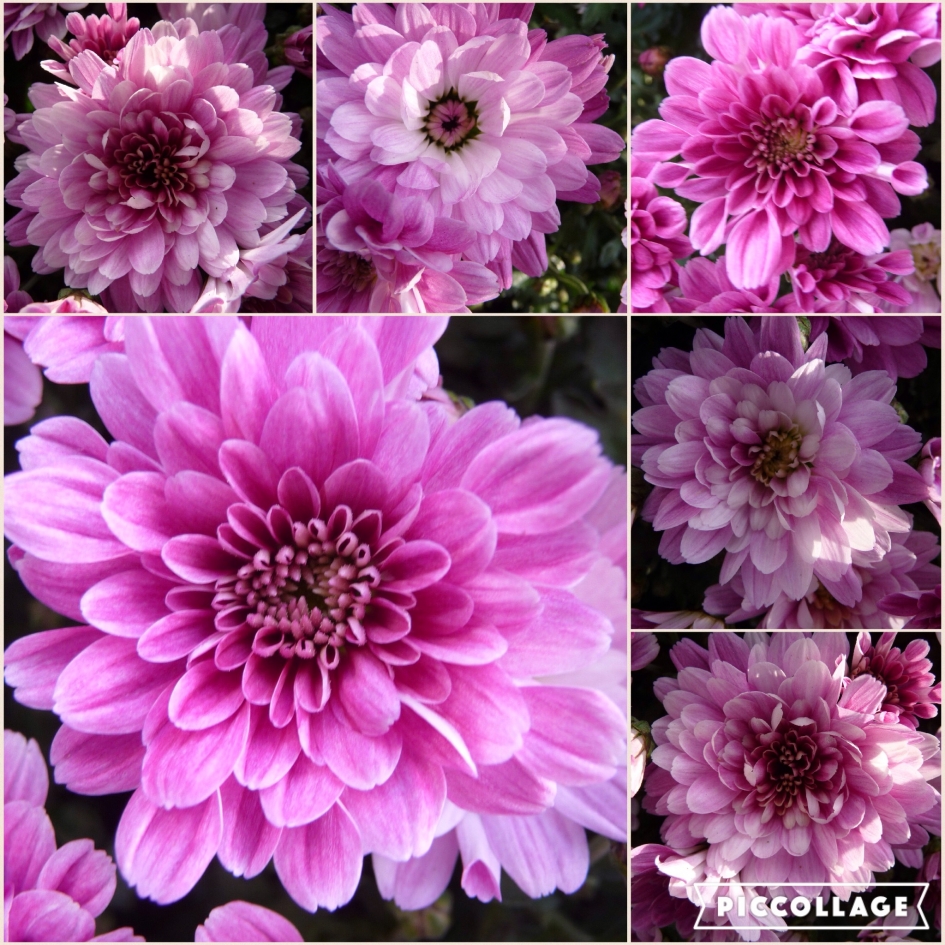 Chrysant - Planten - 
