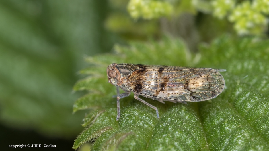 Cicade - Geleedpotigen - cicade