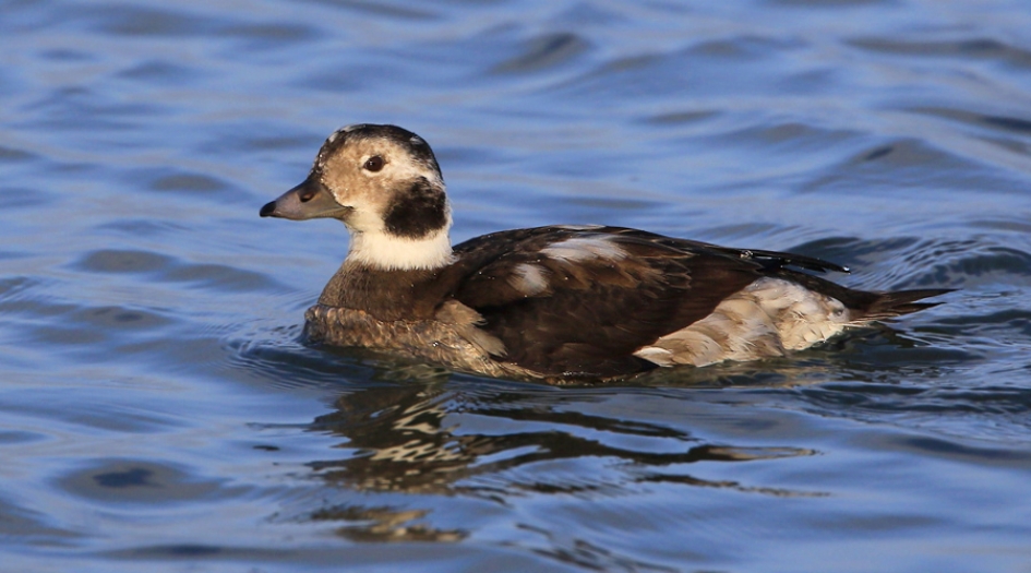 Cool ... - Vogels - IJseend