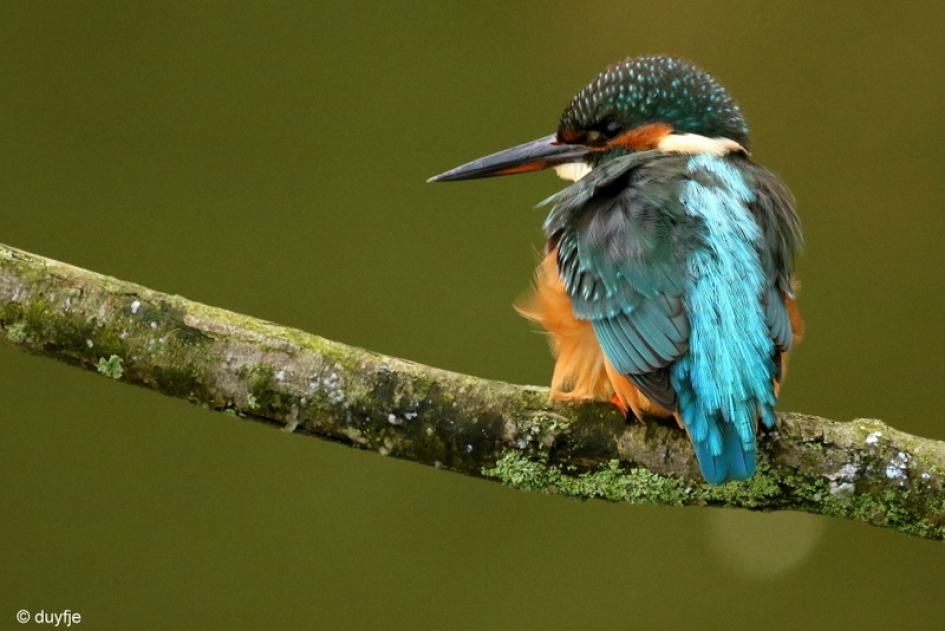 Daar word je warm van. - Vogels - IJsvogel