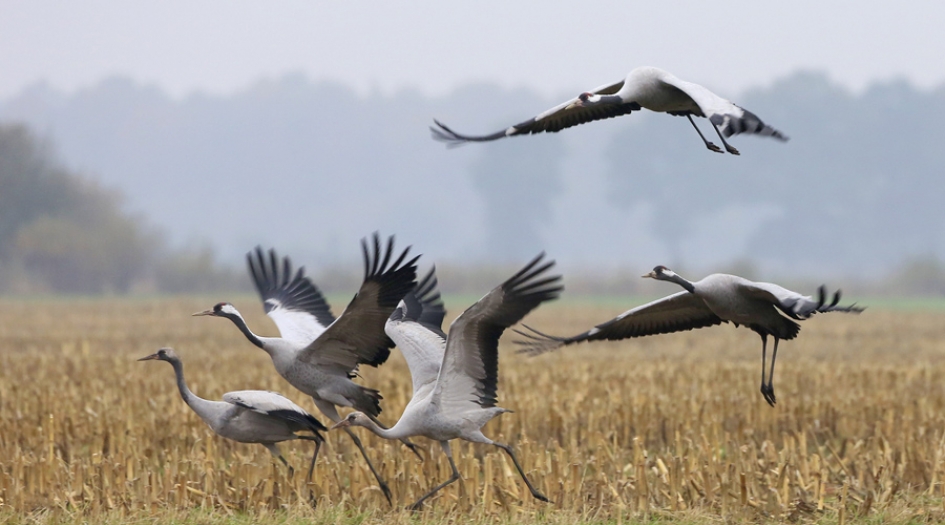 Dan liever ... - Vogels - Kraanvogel