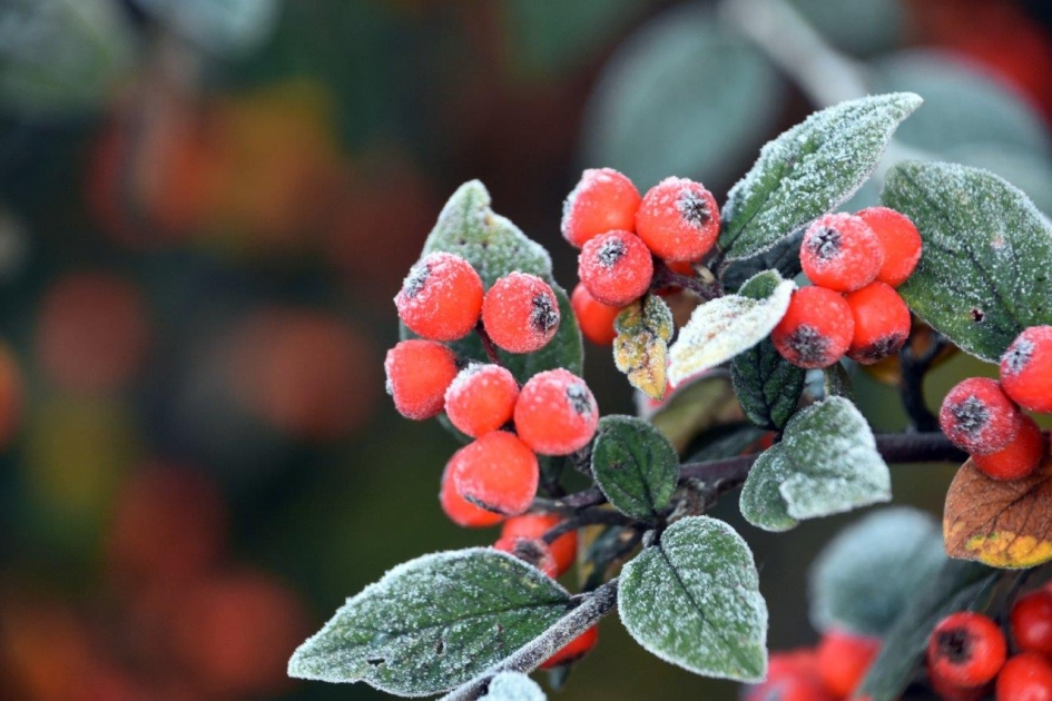 De eerste vorst.. - Planten - 