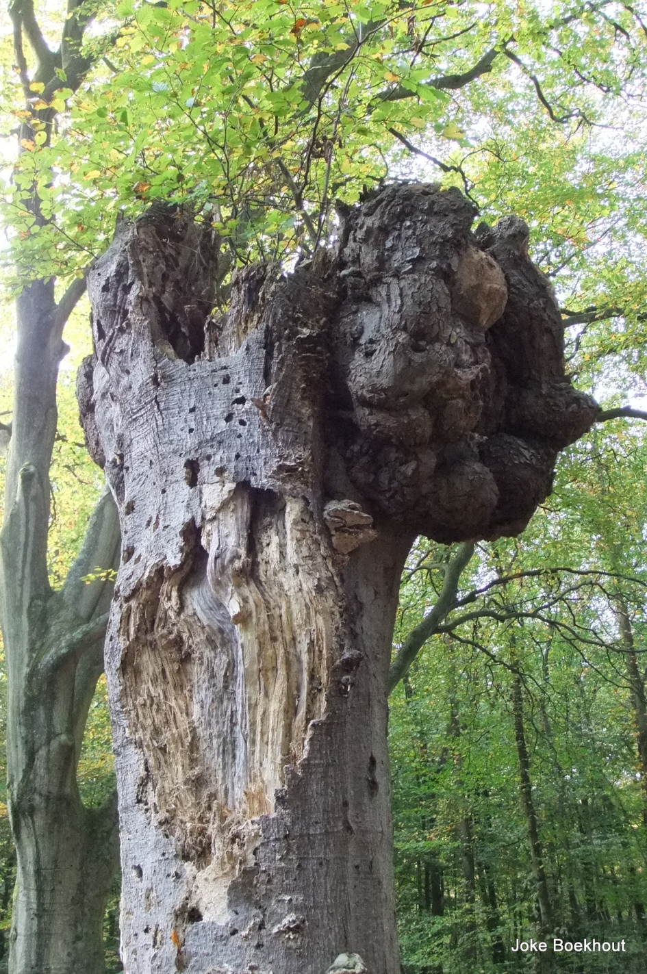 De Engel in het bos - Overig - 