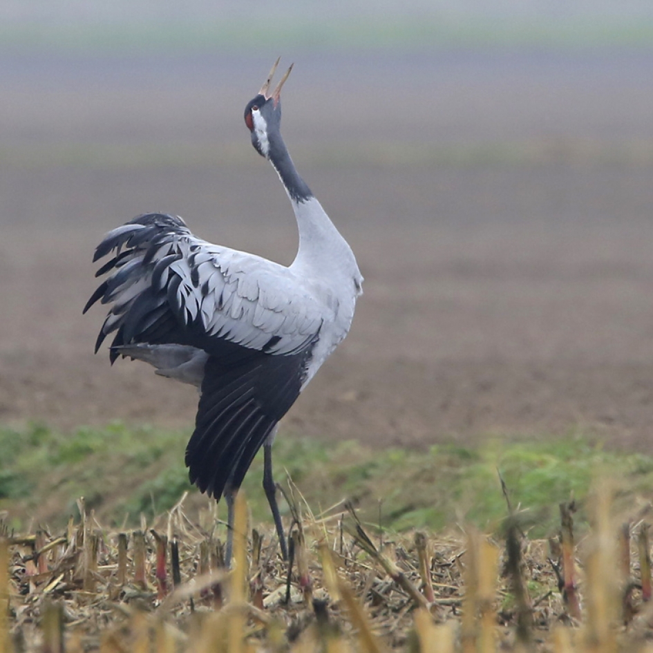 De Markies ... - Vogels - Kraanvogel