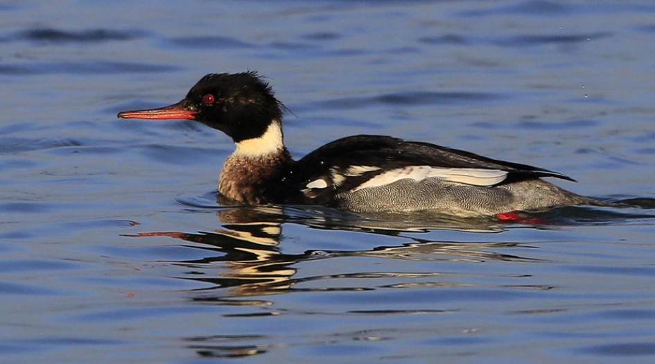 De Middelste ..... - Vogels - Middelste Zaagbek