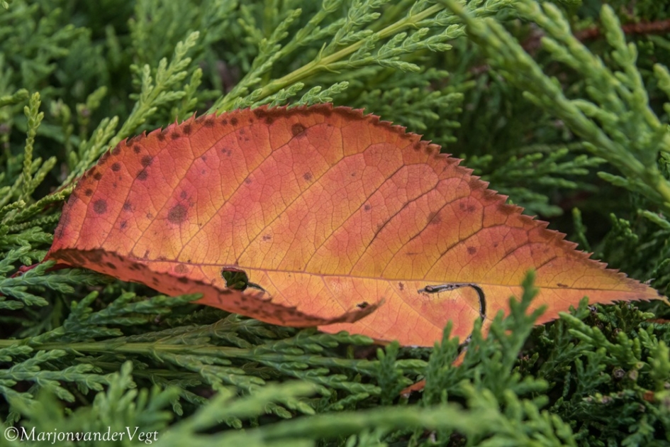 De slang & de Appel - Overig - blad