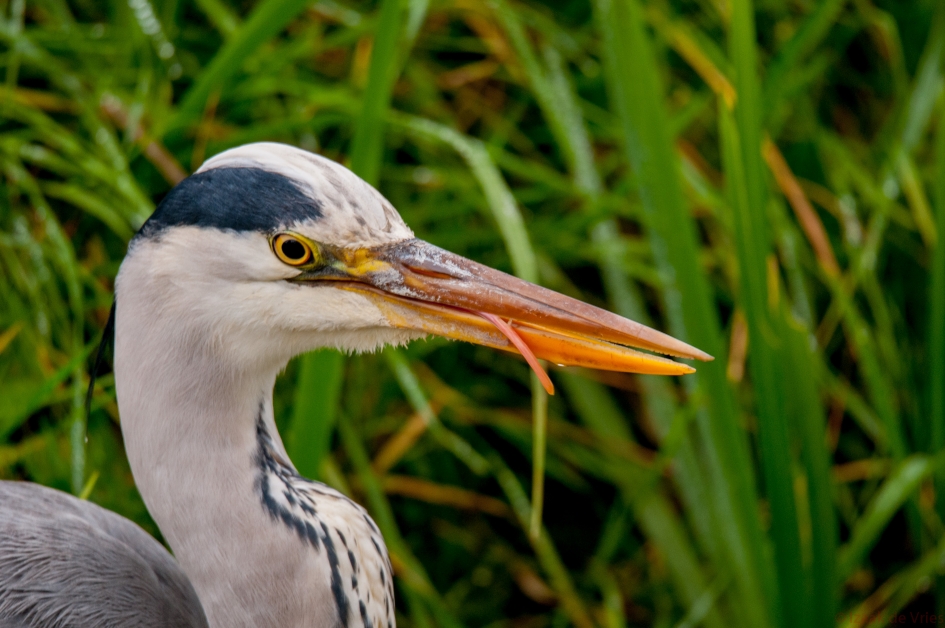De tong van een reiger - Vogels - Blauwe reiger
