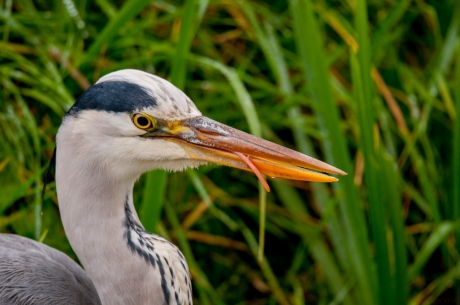 De tong van een reiger