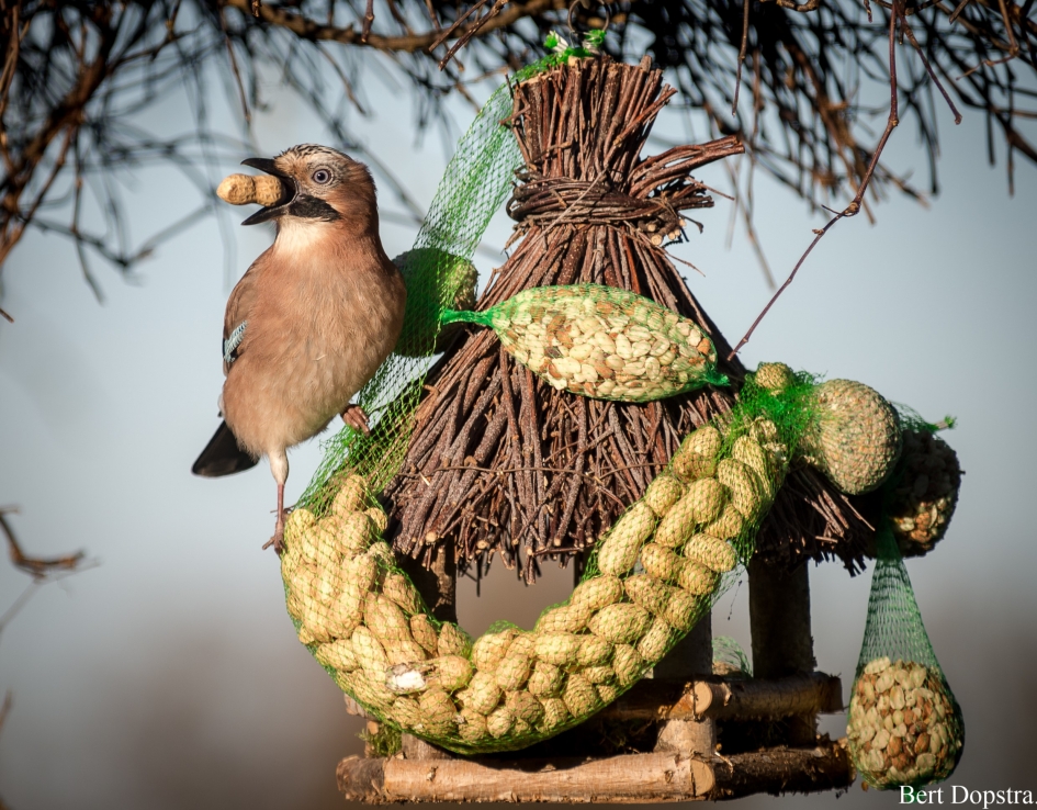 De winter komt eraan. - Vogels - Vlaamse Gaai.