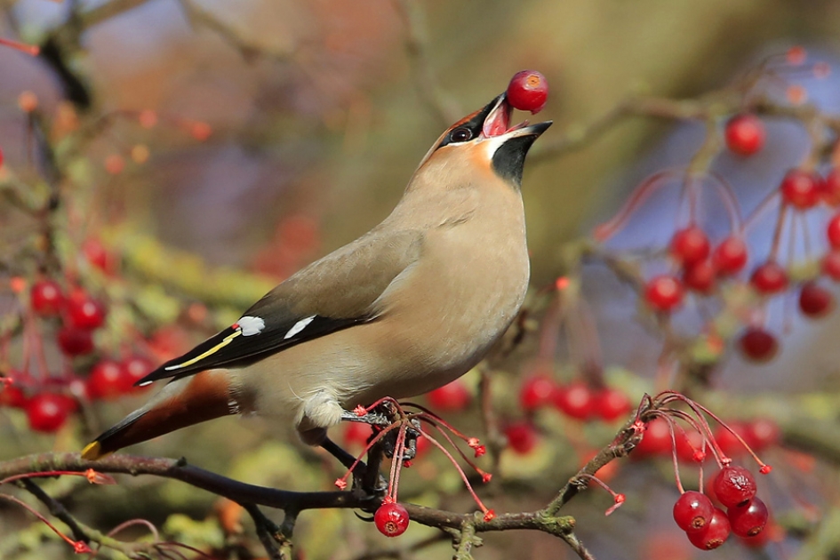 De Zijdestaart ... - Vogels - Pestvogel