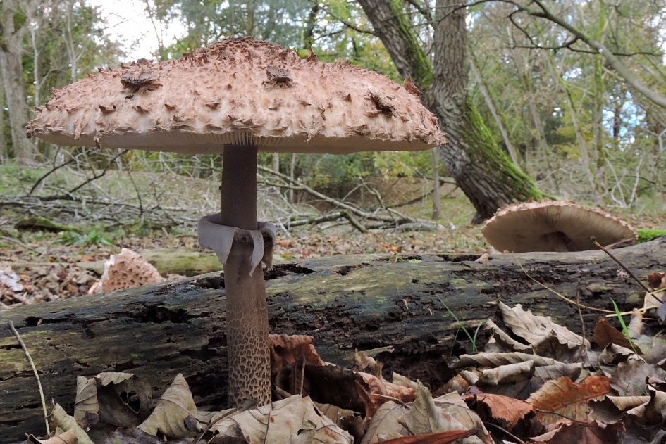 Deftige zwam - Schimmels - Grote parasolzwam