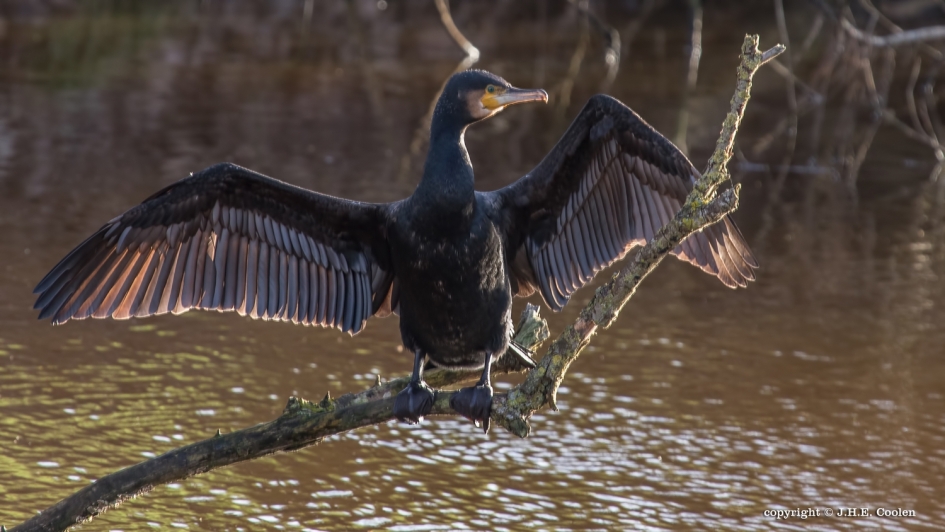 Drogen - Vogels - Aalscholver