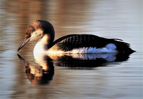Dromerige Parelduiker