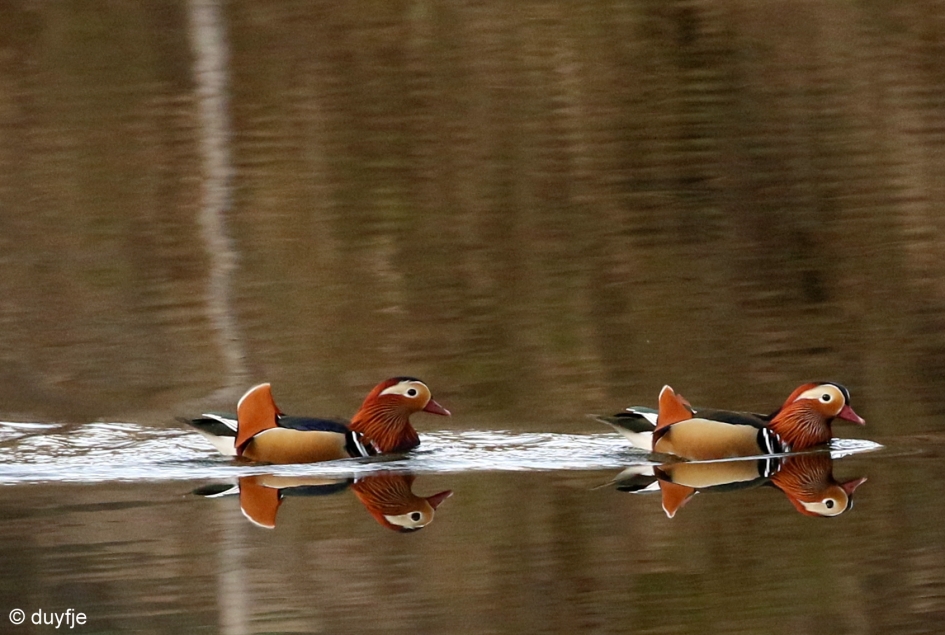 dubbel geluk - Vogels - mandarijneend