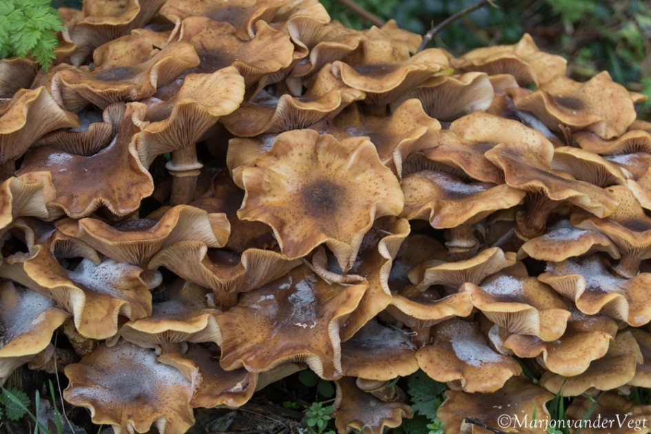 Echte Honingzwam - Schimmels - Echte honingzwam