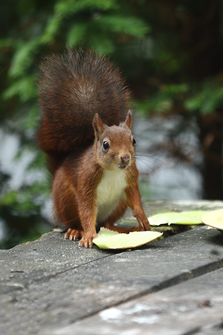 eekhoorn - Zoogdieren - 