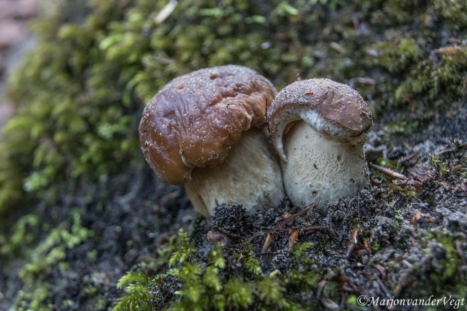 Eekhoorntjesbrood - Schimmels - Eekhoorntjesbrood