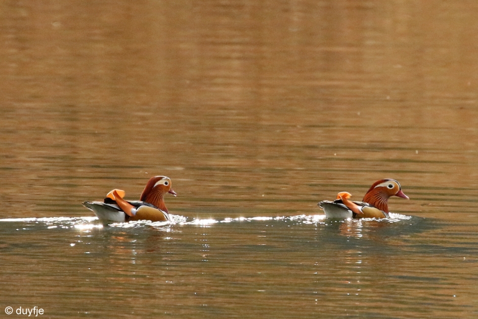 Een eind van huis - Vogels - mandarijneend