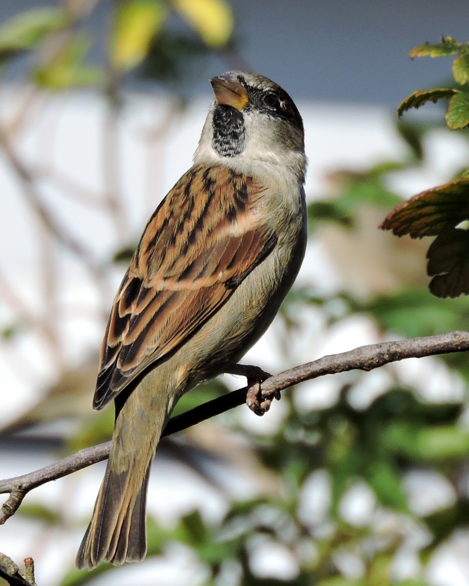 Een tikkeltje arrogant?! - Vogels - Huismus