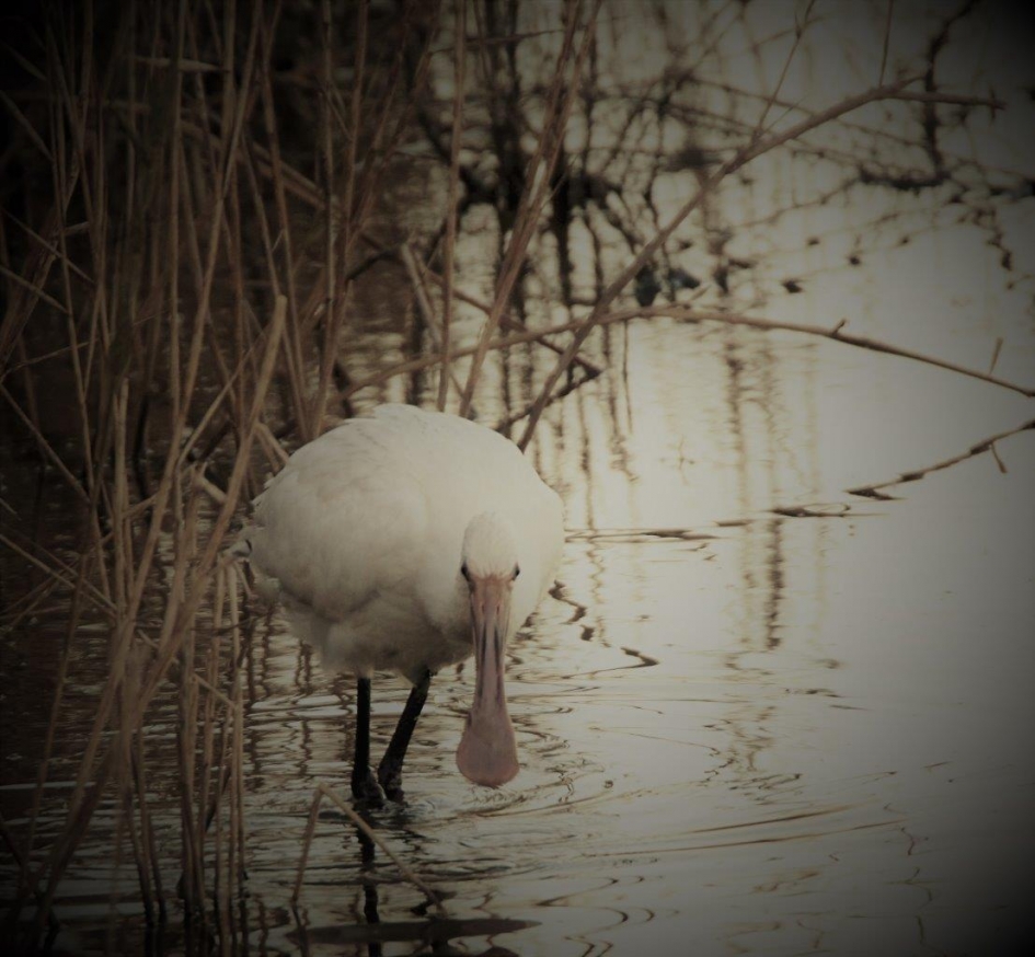 Eerste jaars lepelaar - Vogels - Lepelaar