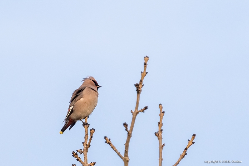 Eerste keer - Vogels - Pestvogel