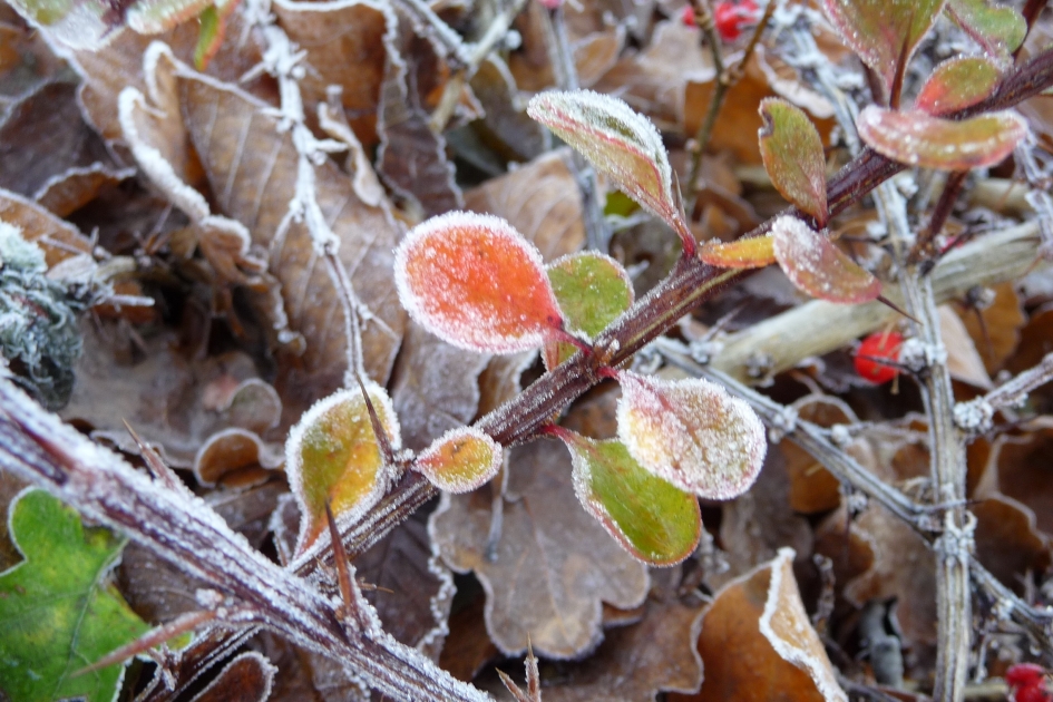Eerste vorst - Planten - 