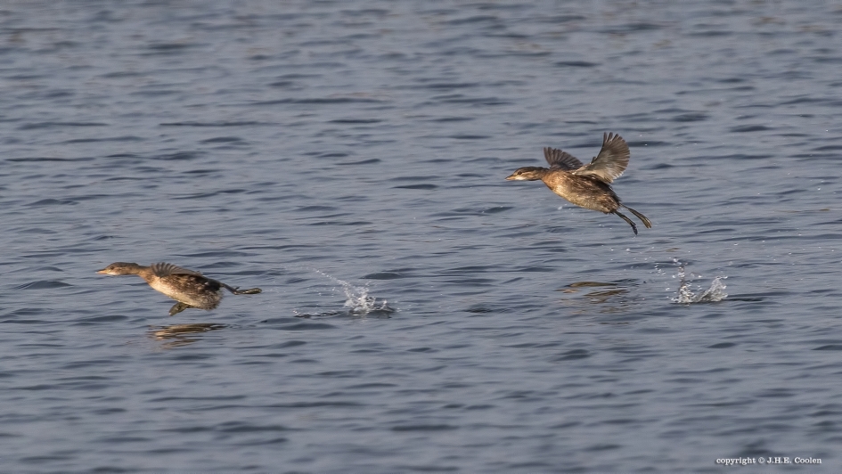 Ervandoor - Vogels - Dodaars