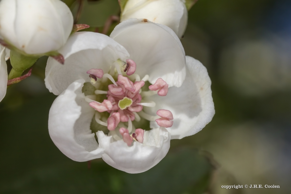 Even..... - Planten - 