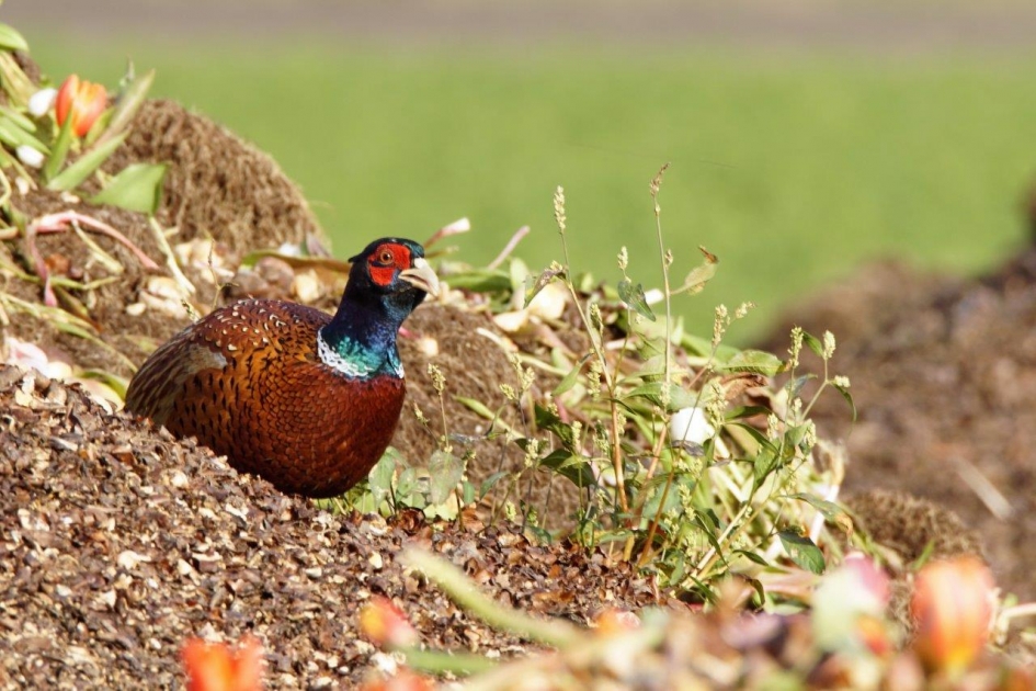 Fazant - Vogels - Bos fazant