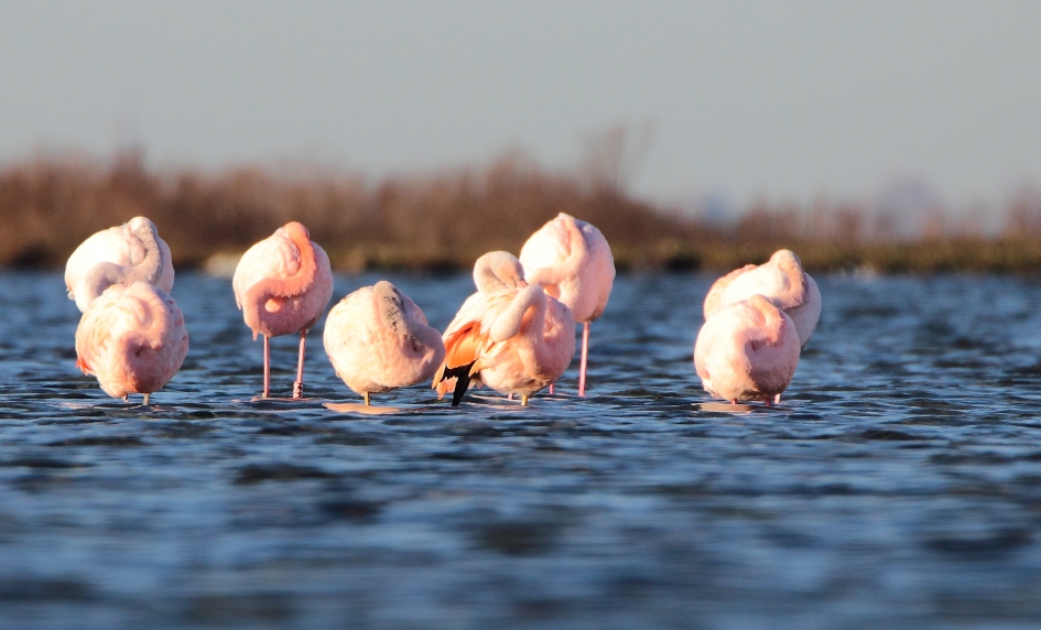 Flamingo's Battenoord - Vogels - Flamingo