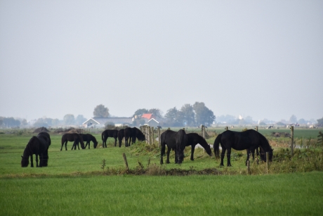 Friese paarden