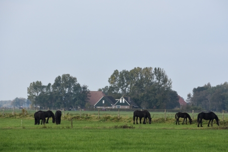 Friese paarden