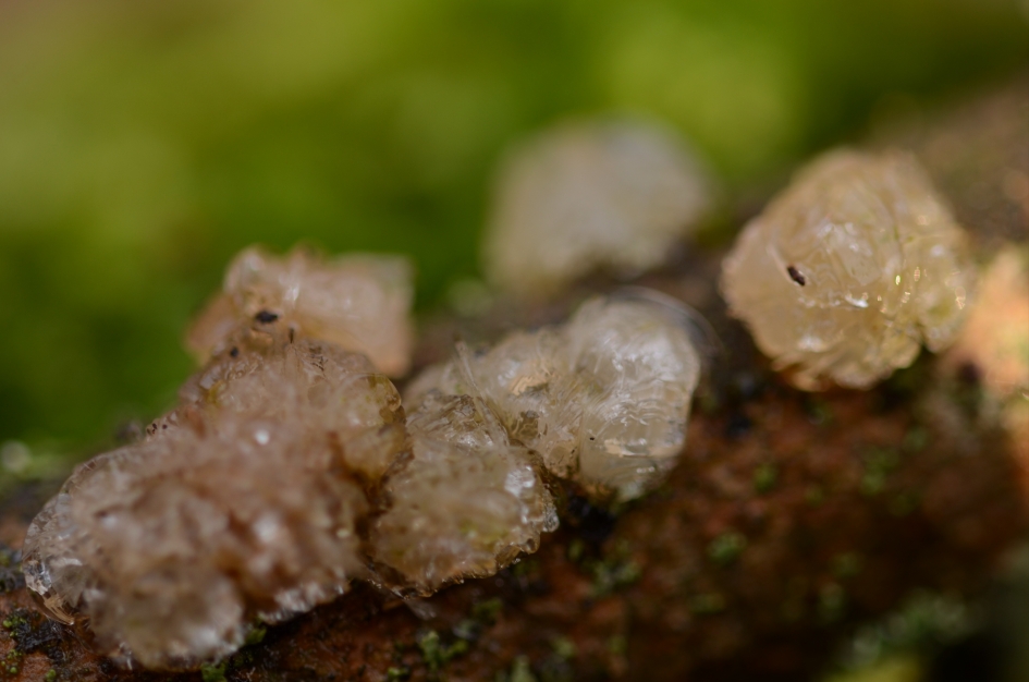 Frozen - Schimmels - Witte Trilzwam