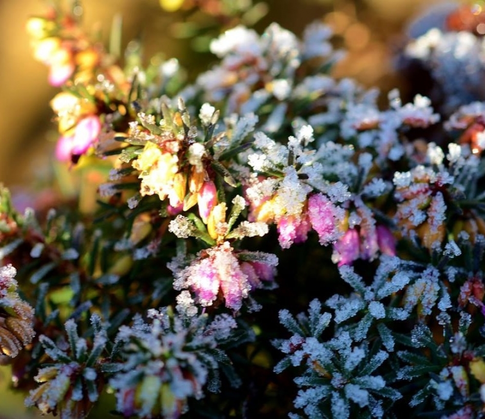 Frozen - Planten - Heide