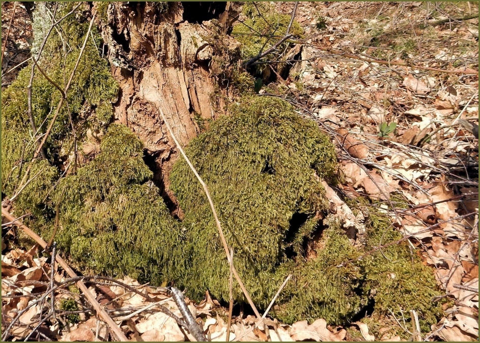 Gapende hond - Overig - 