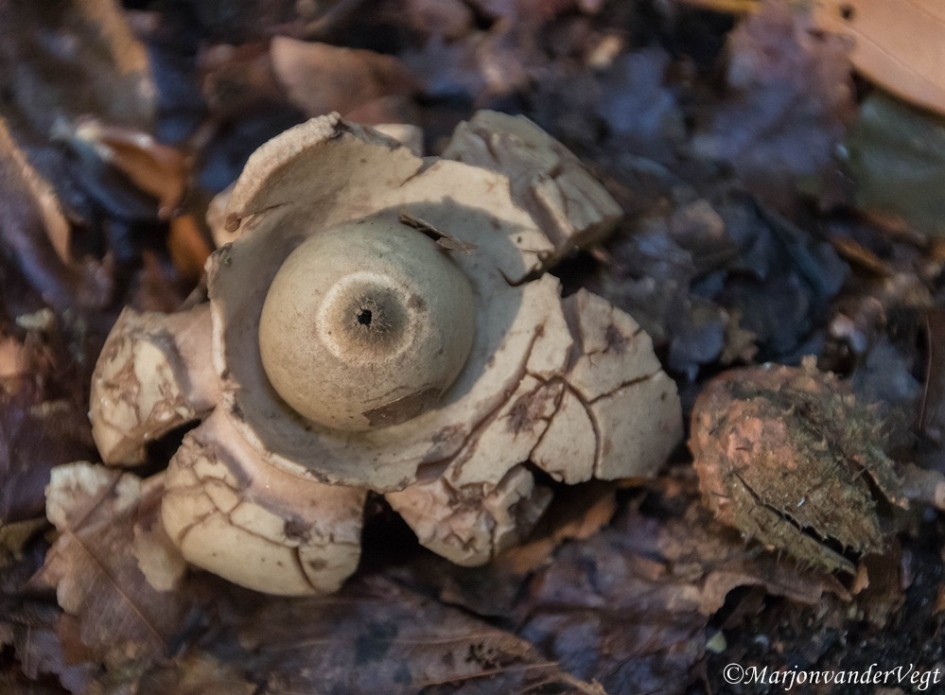 Gekraagde Aardster - Schimmels - Gekraagde Aardster