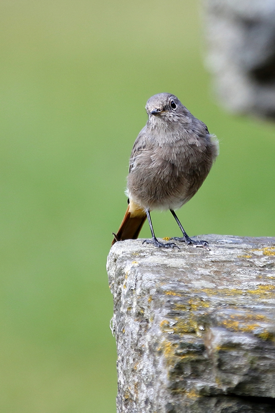 gekraagde roodstaart -v- - Vogels - 