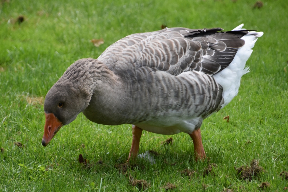 Gemeentegans - Vogels - 