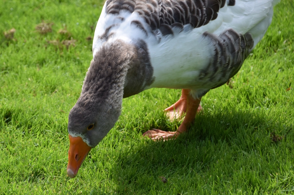 Gemeentegans - Vogels - 