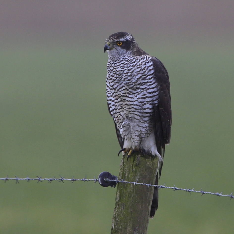 Gentilis - Vogels - Havik