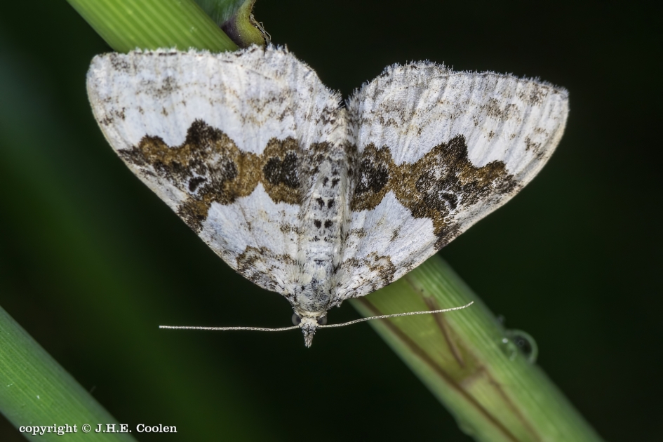 Geoogde Bandspanner - Geleedpotigen - Geoogde Bandspanner