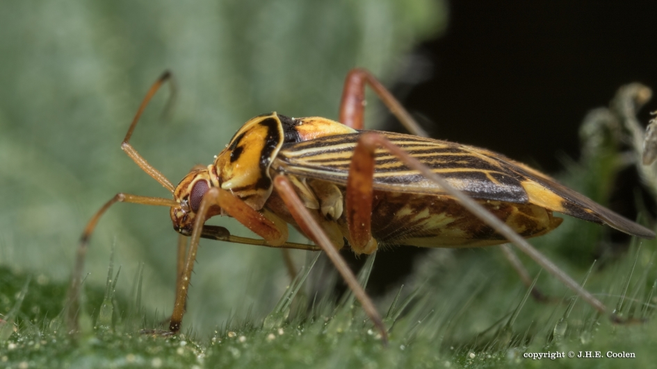 Gestreepte Eikenblindwants - Geleedpotigen - Gestreepte Eikenblindwants