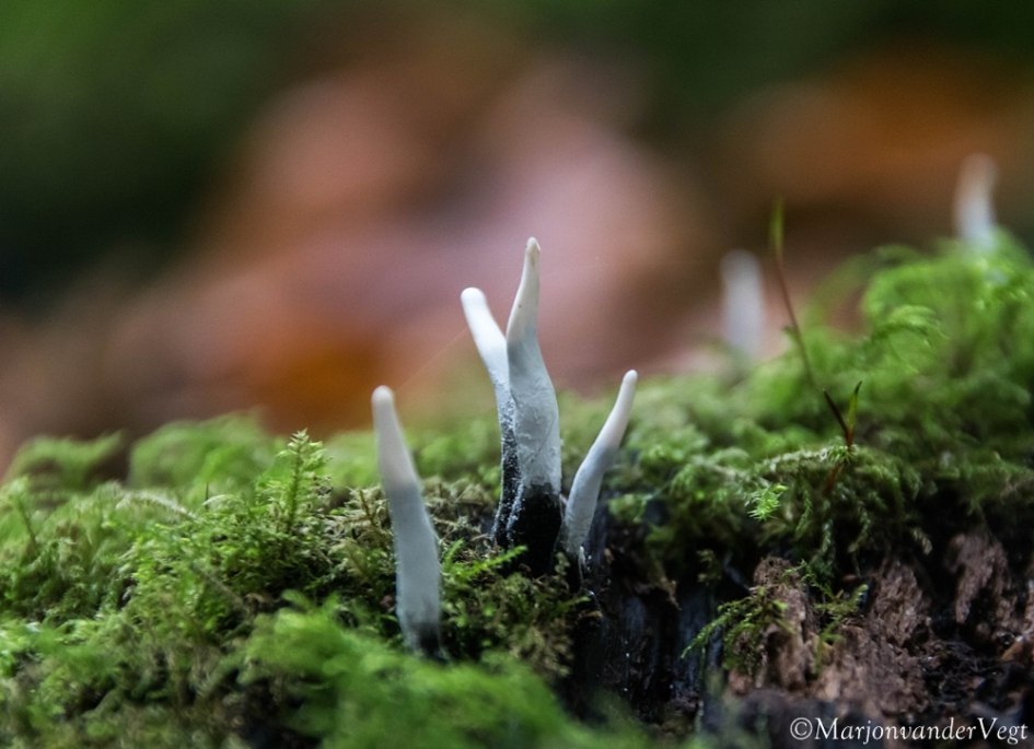 Geweizwam - Schimmels - Geweizwam