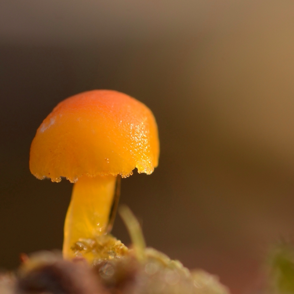 Gewoon Vuurzwammetje - Schimmels - GewoonVuurzwammetje