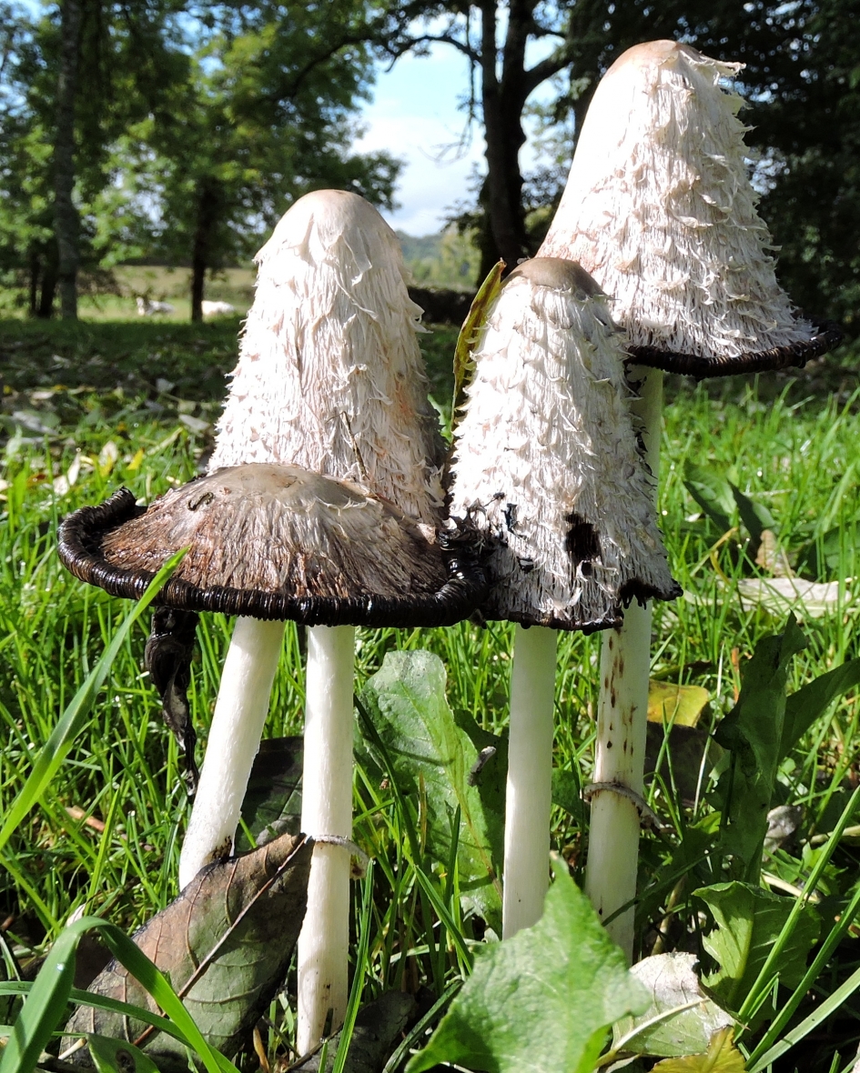 Gezellig groepje - Schimmels - Geschubde inktzwam