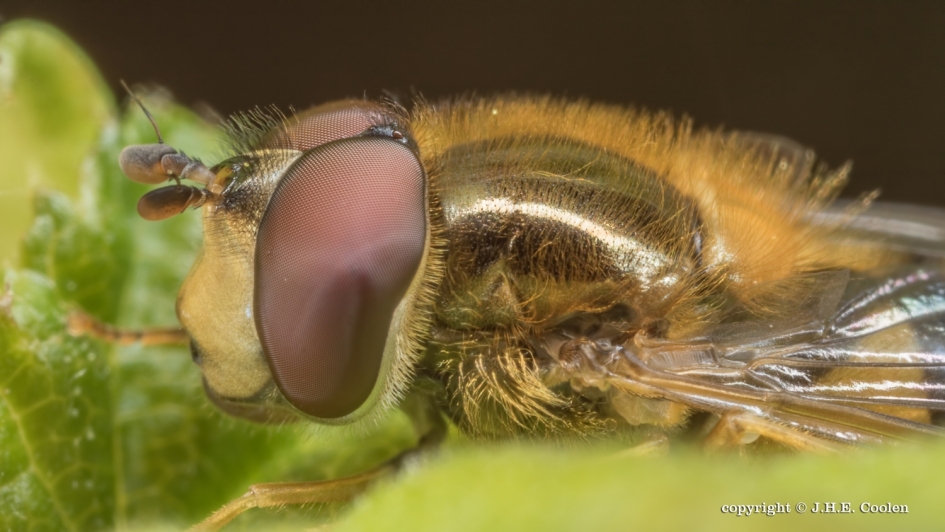 Glimlach - Geleedpotigen - zweefvlieg